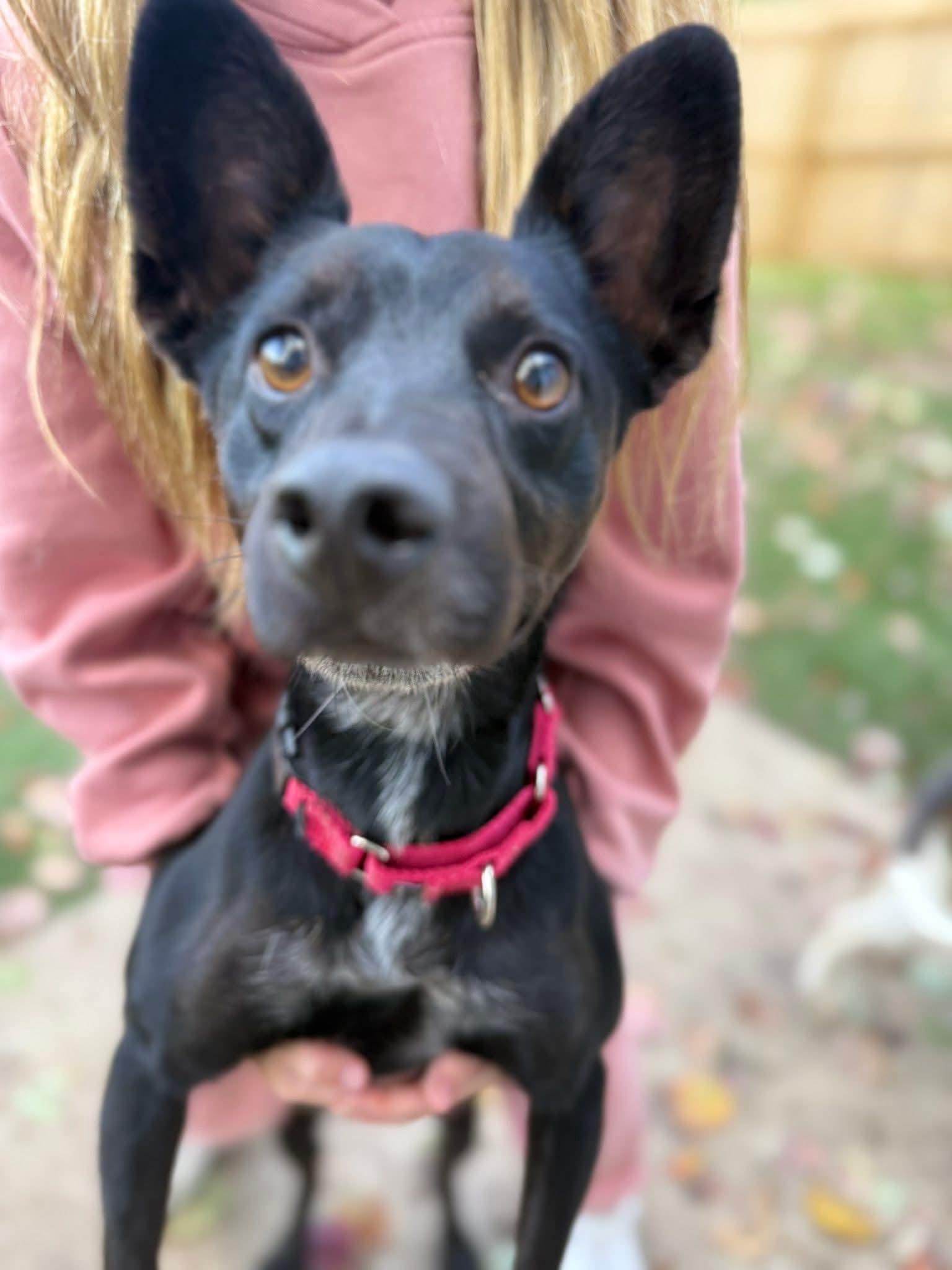 CHARLIE WAFFLES. tinycauseadopt@gmail.com, Adoptable, Young Male Terrier.