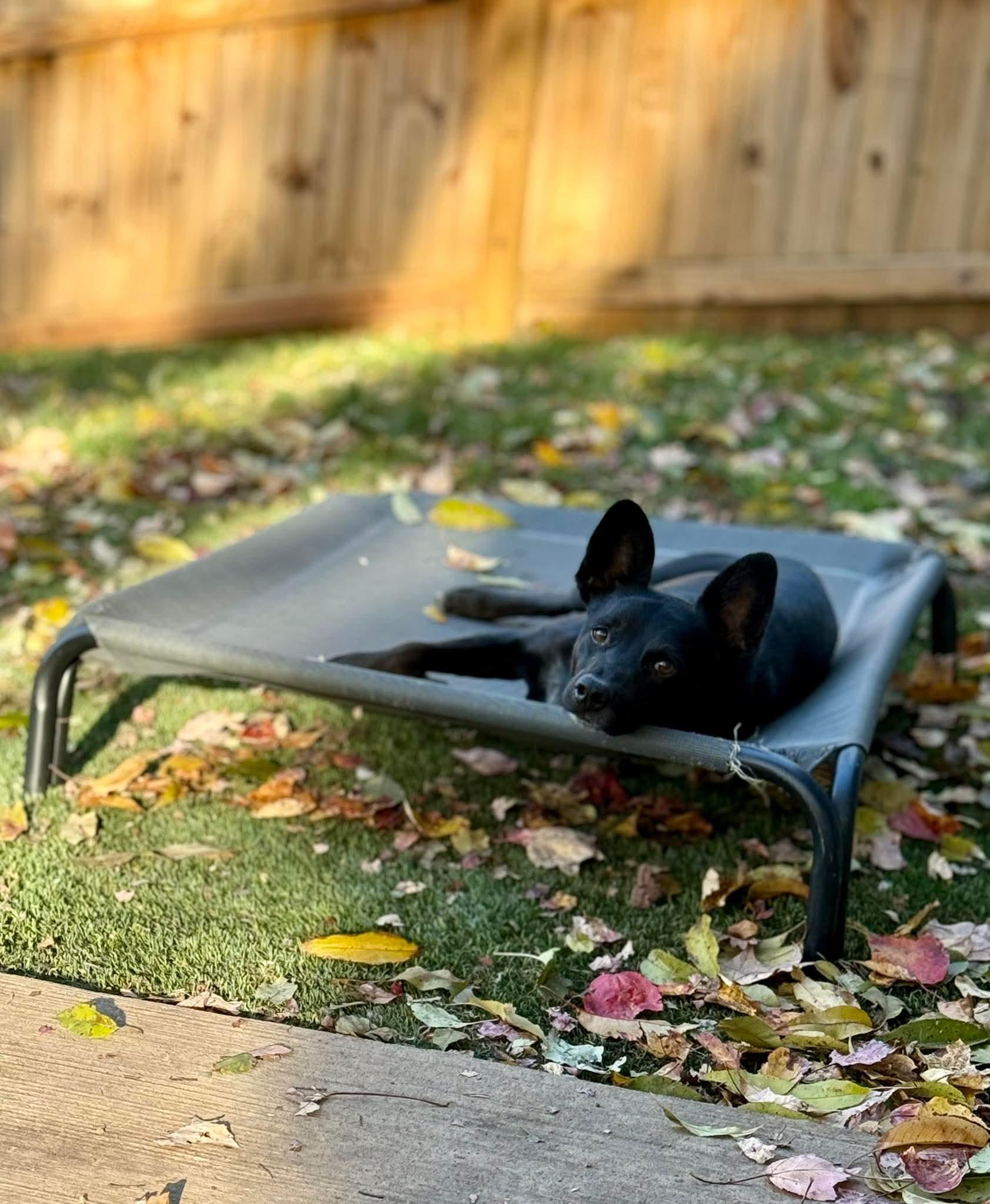 CHARLIE WAFFLES. tinycauseadopt@gmail.com, a Adoptable mixed breed in Vandergrift, PA image 6/6