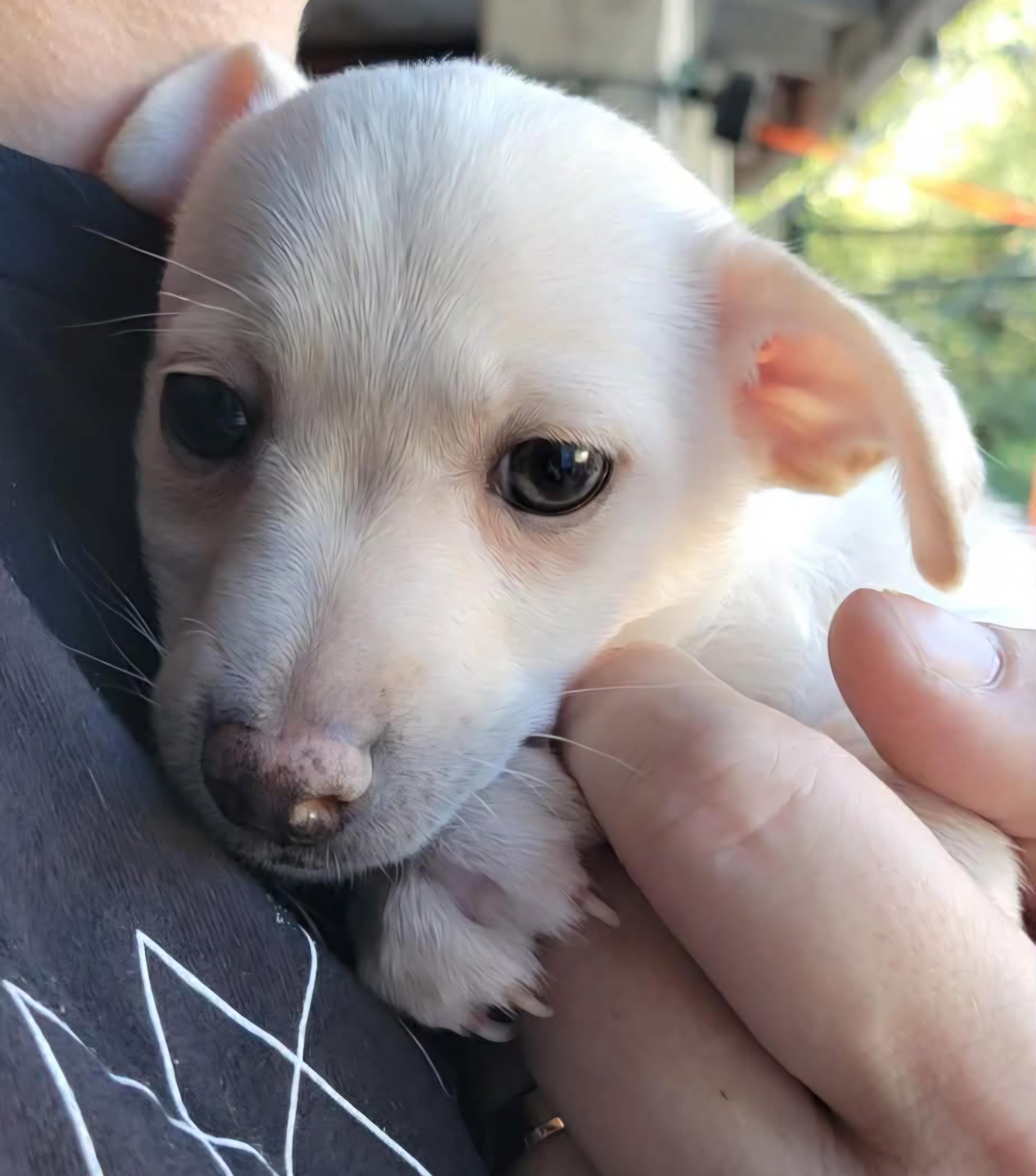 Enlarge Kadence, a Adopted mixed breed in Yamhill, OR image 1/3