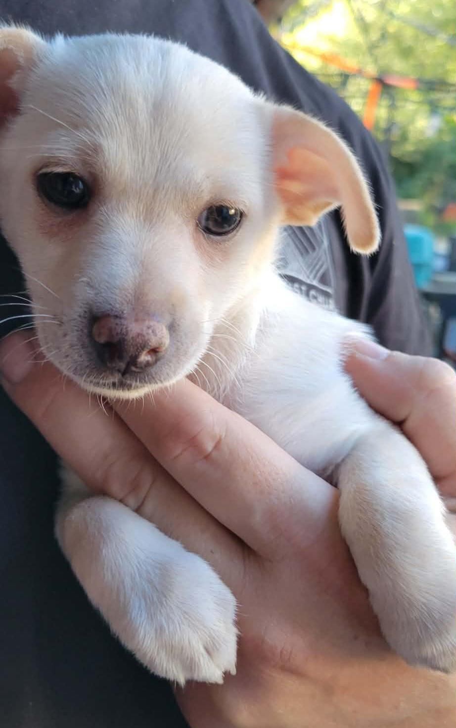 Enlarge Kadence, a Adopted mixed breed in Yamhill, OR image 2/3