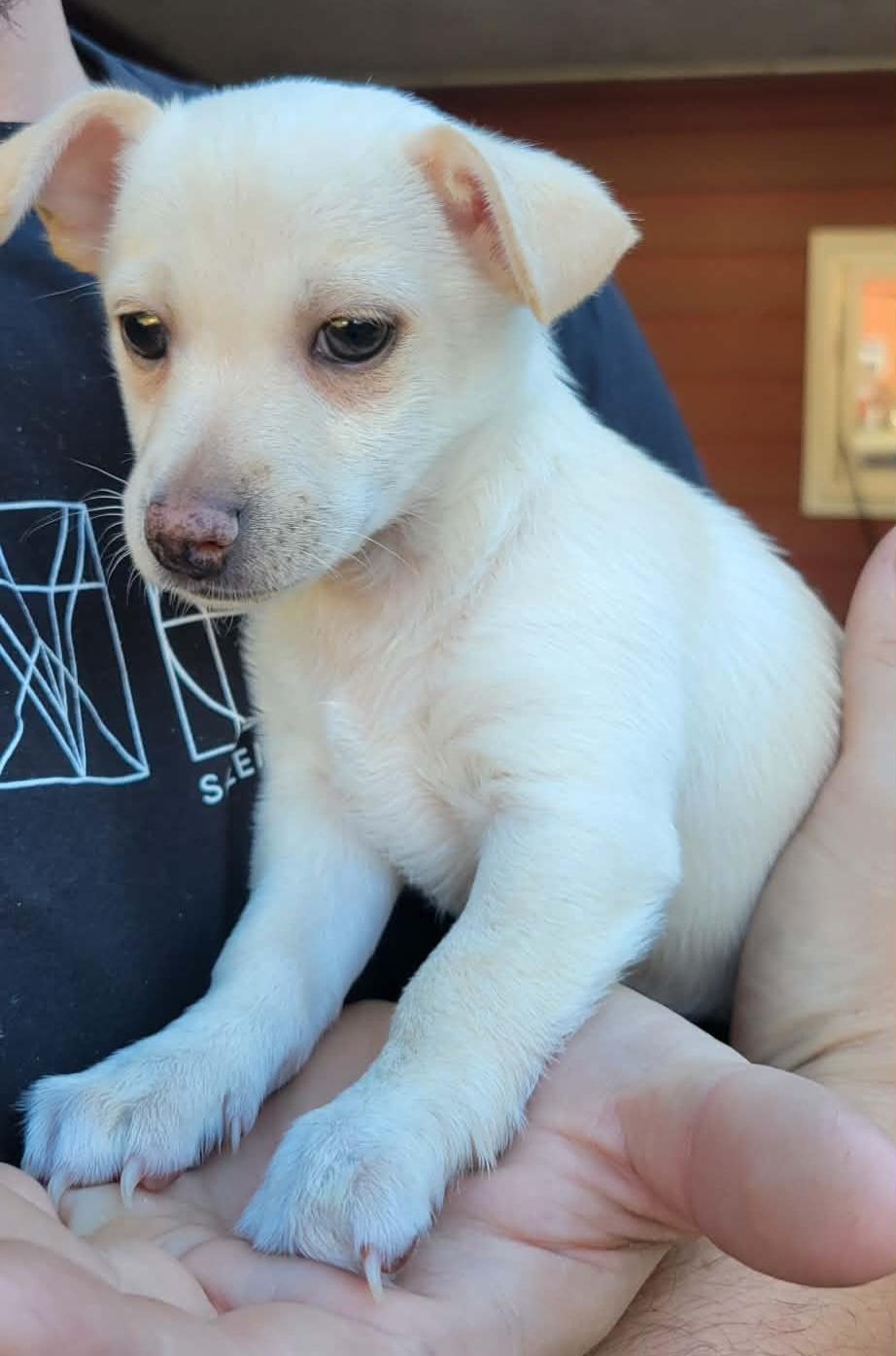Enlarge Kadence, a Adopted mixed breed in Yamhill, OR image 3/3
