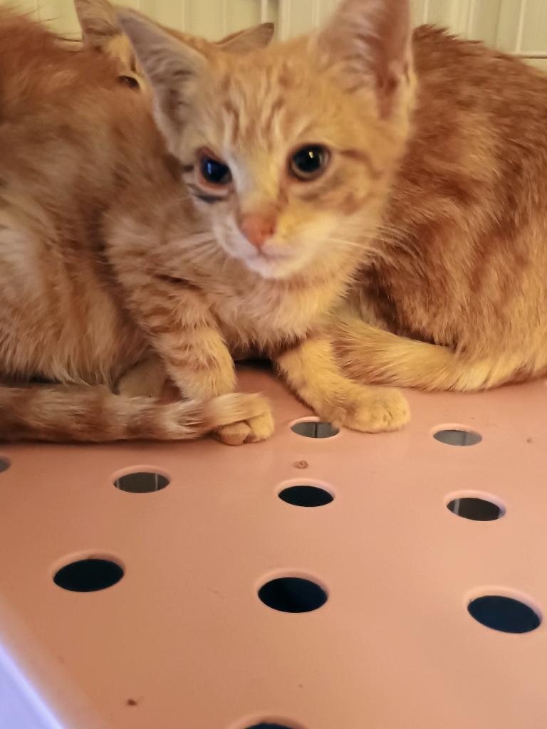 Bailey, Adoptable, Kitten Male Domestic Short Hair.