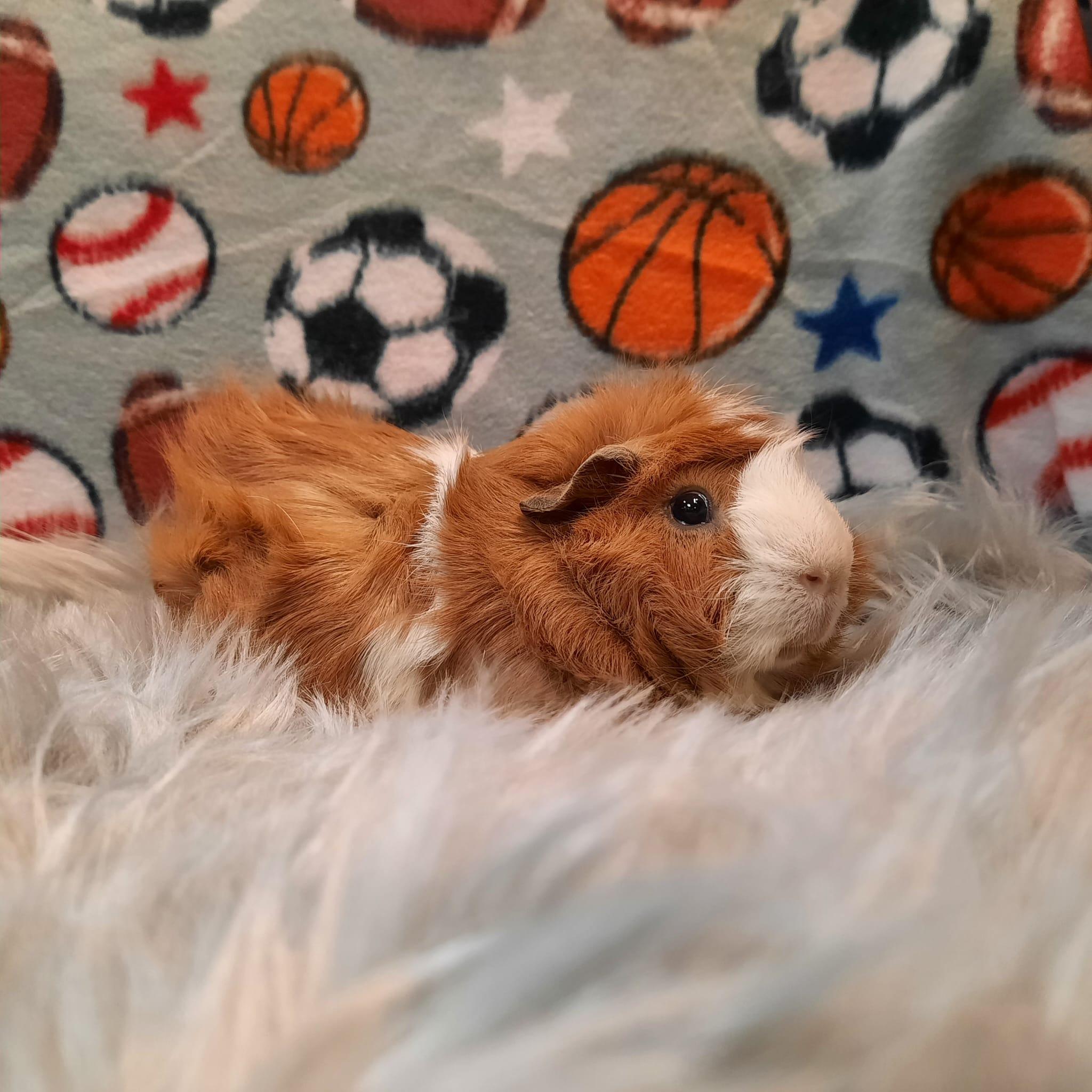 Ginger Bear, Adoptable, Adult Male Abyssinian.