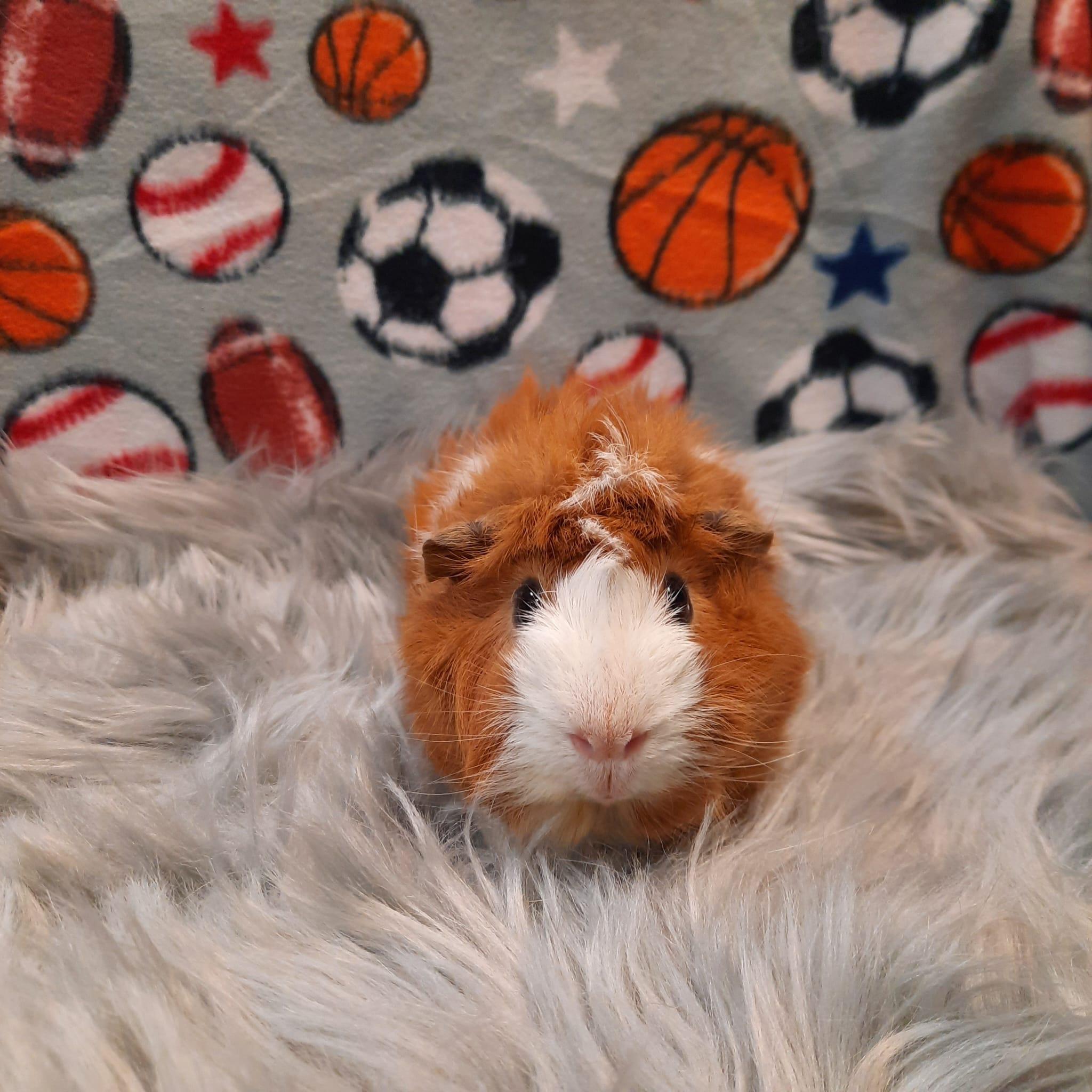 Enlarge Ginger Bear, a Adoptable Abyssinian in Fountain Valley, CA image 2/2