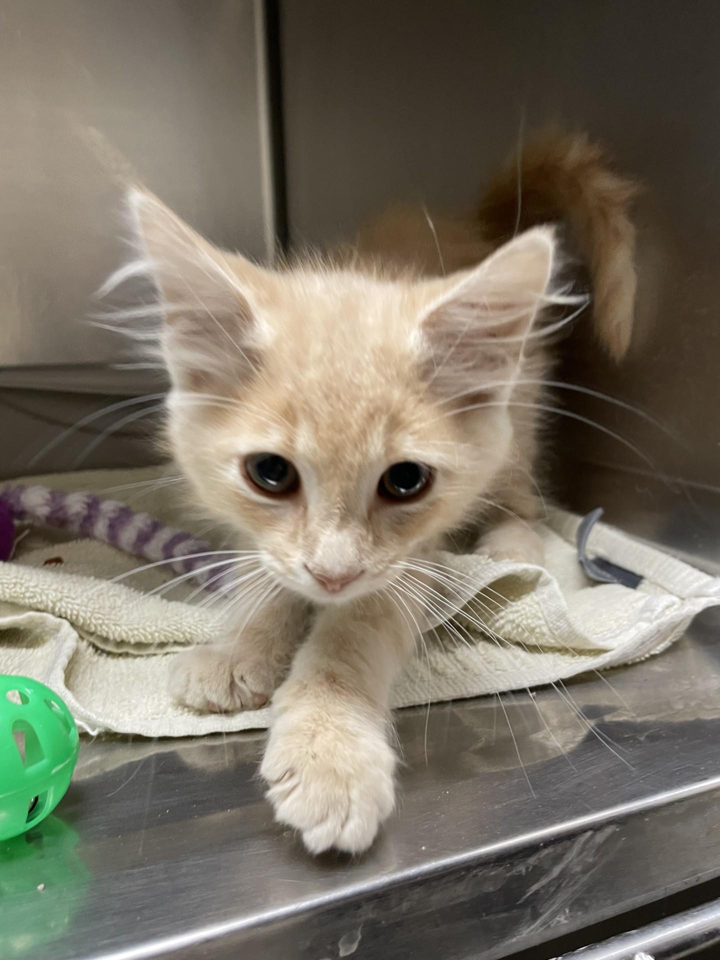 Lilly63098(Adopted)