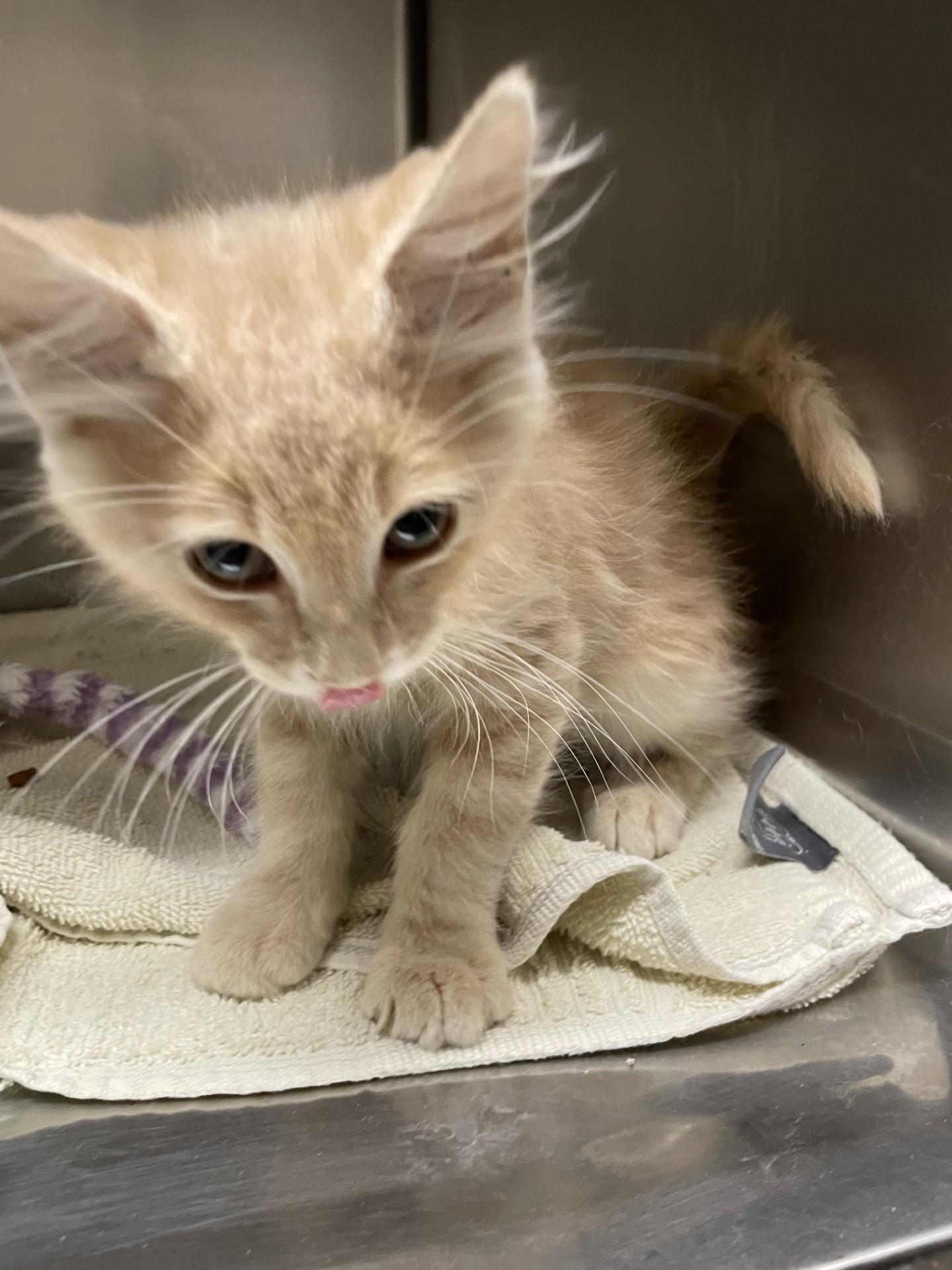 Lilly63098(Adopted) 3