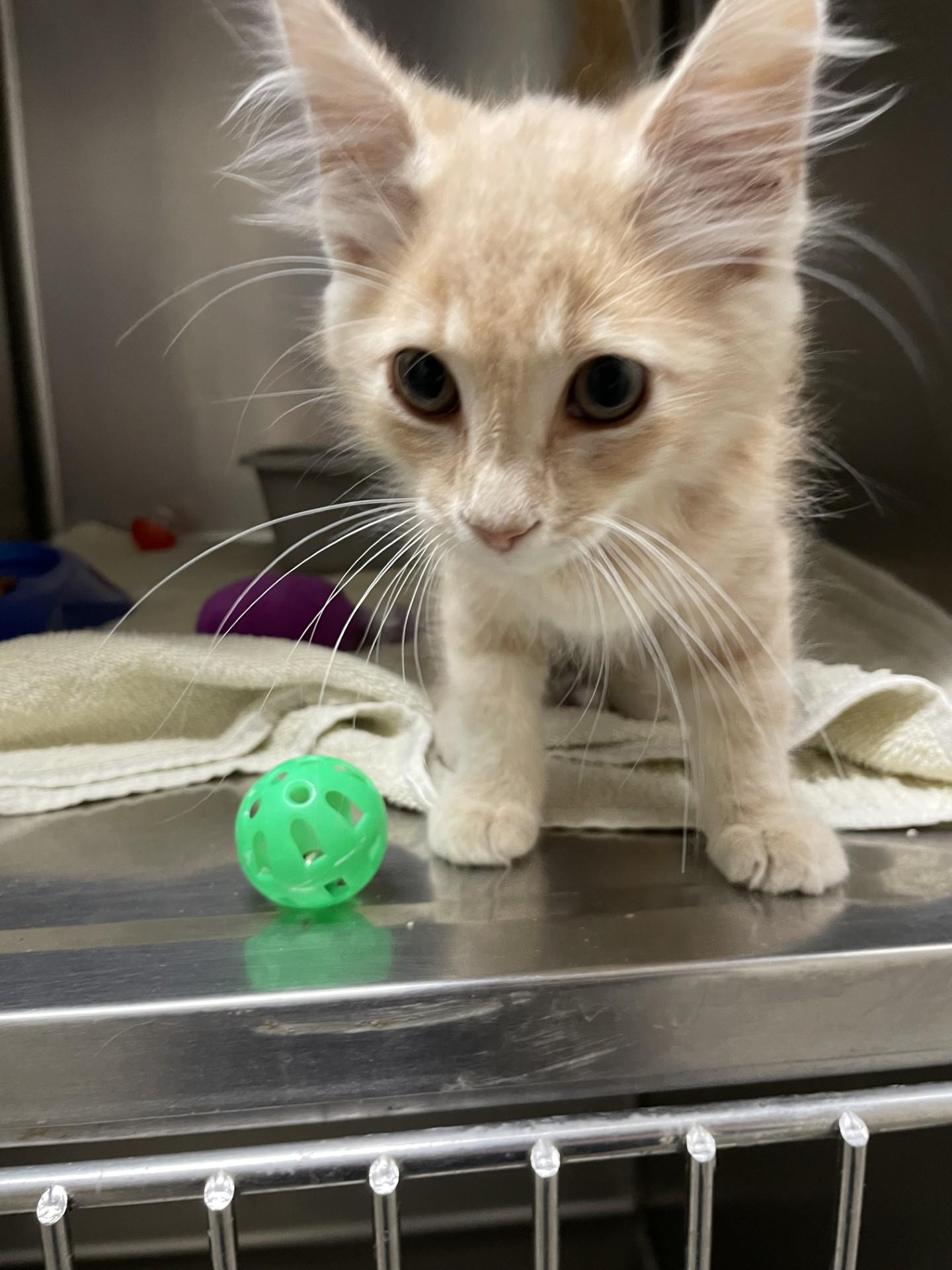 Lilly63098(Adopted) 4