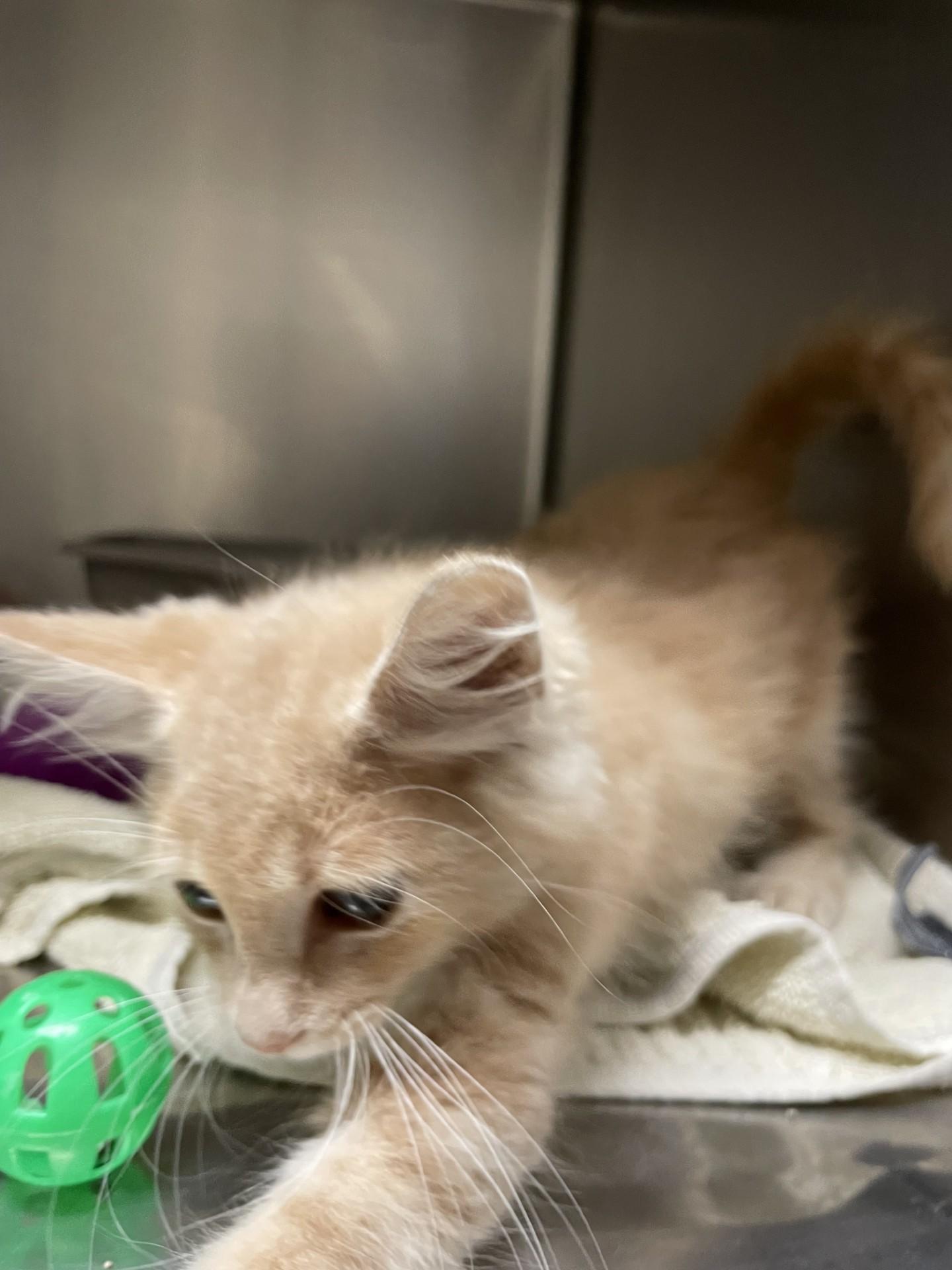 Lilly63098(Adopted) 2