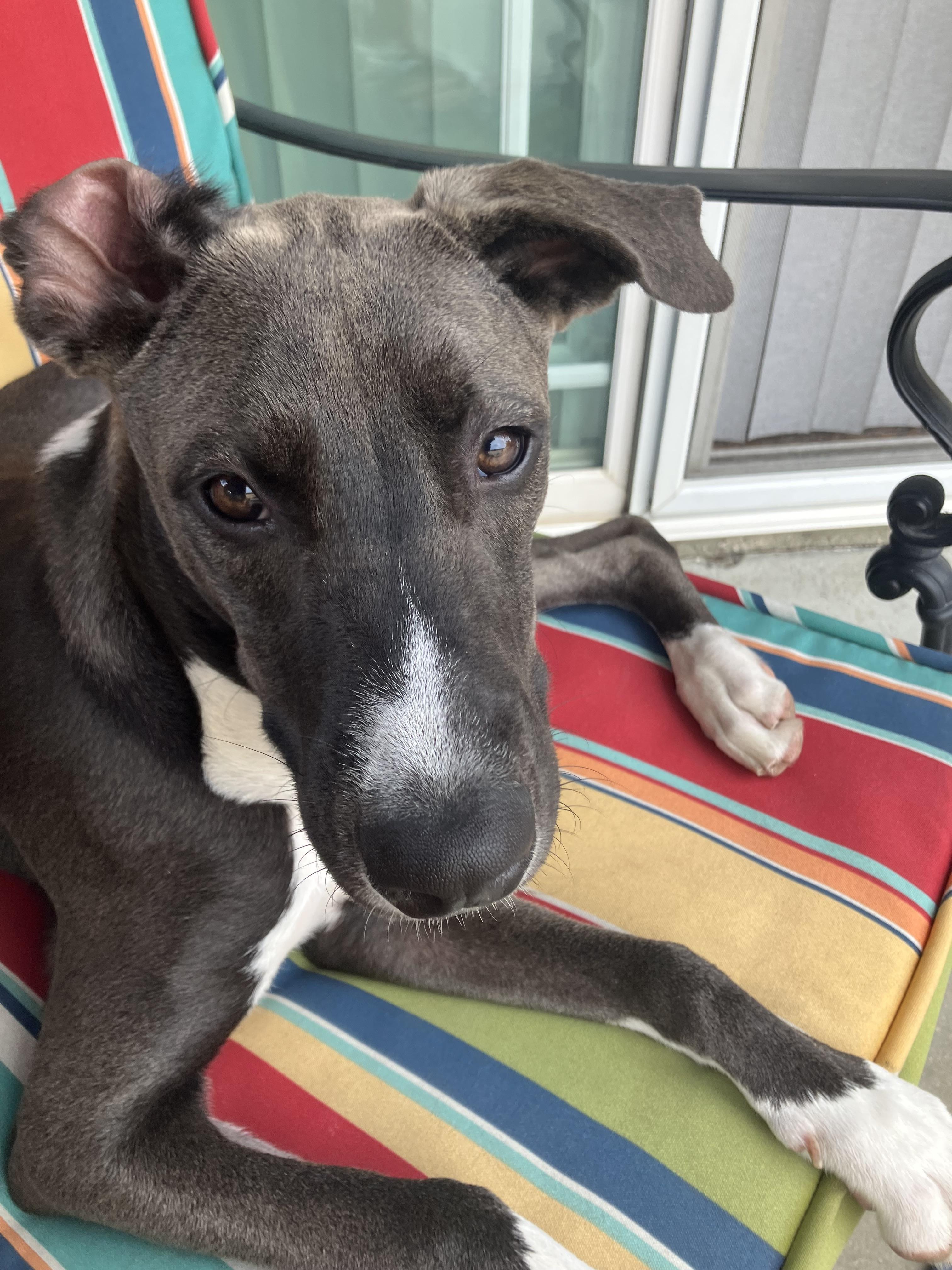 Enlarge Pipin, a Adoptable mixed breed in Corona, CA image 1/4