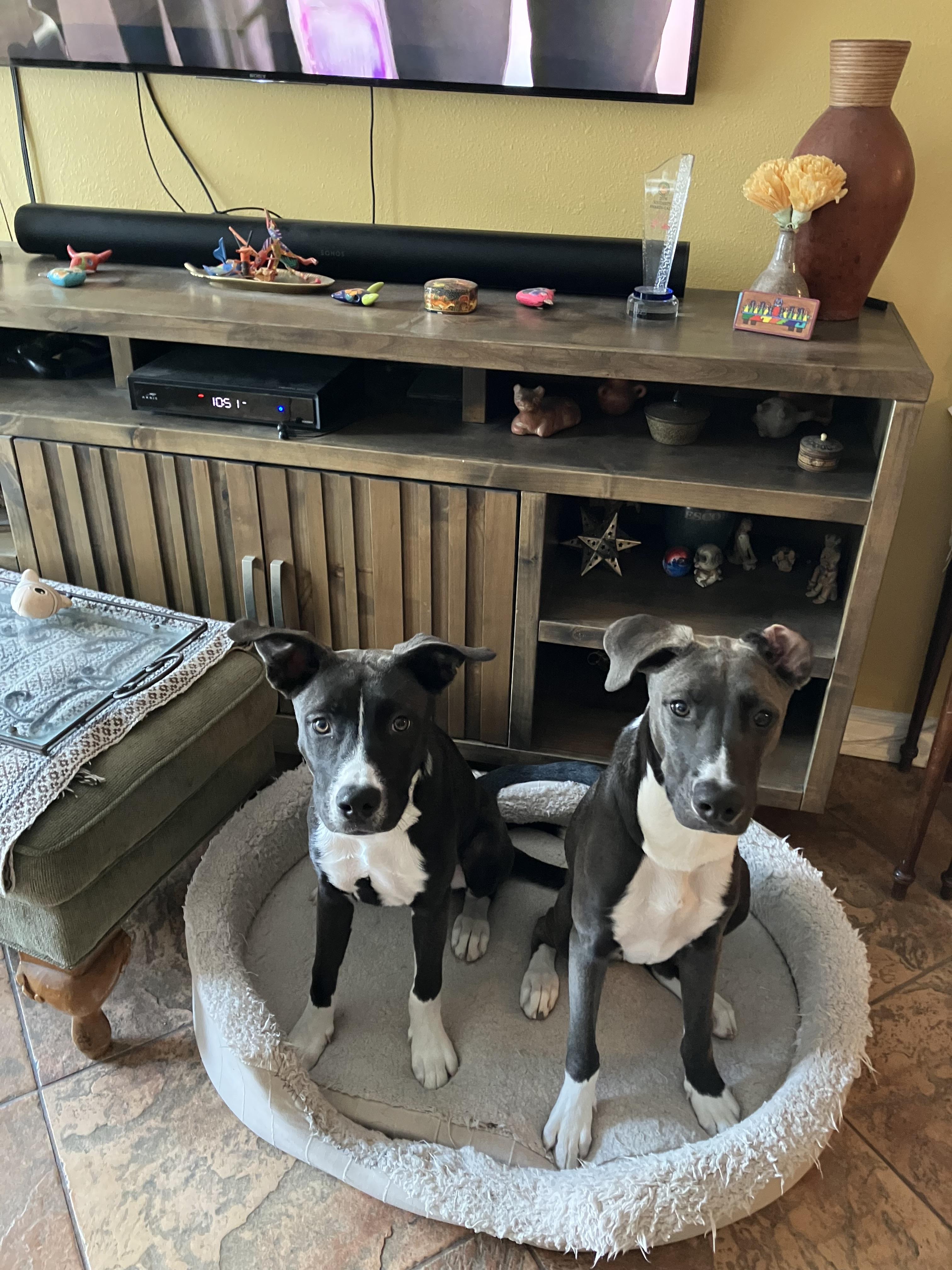 Enlarge Pipin, a Adoptable mixed breed in Corona, CA image 3/4