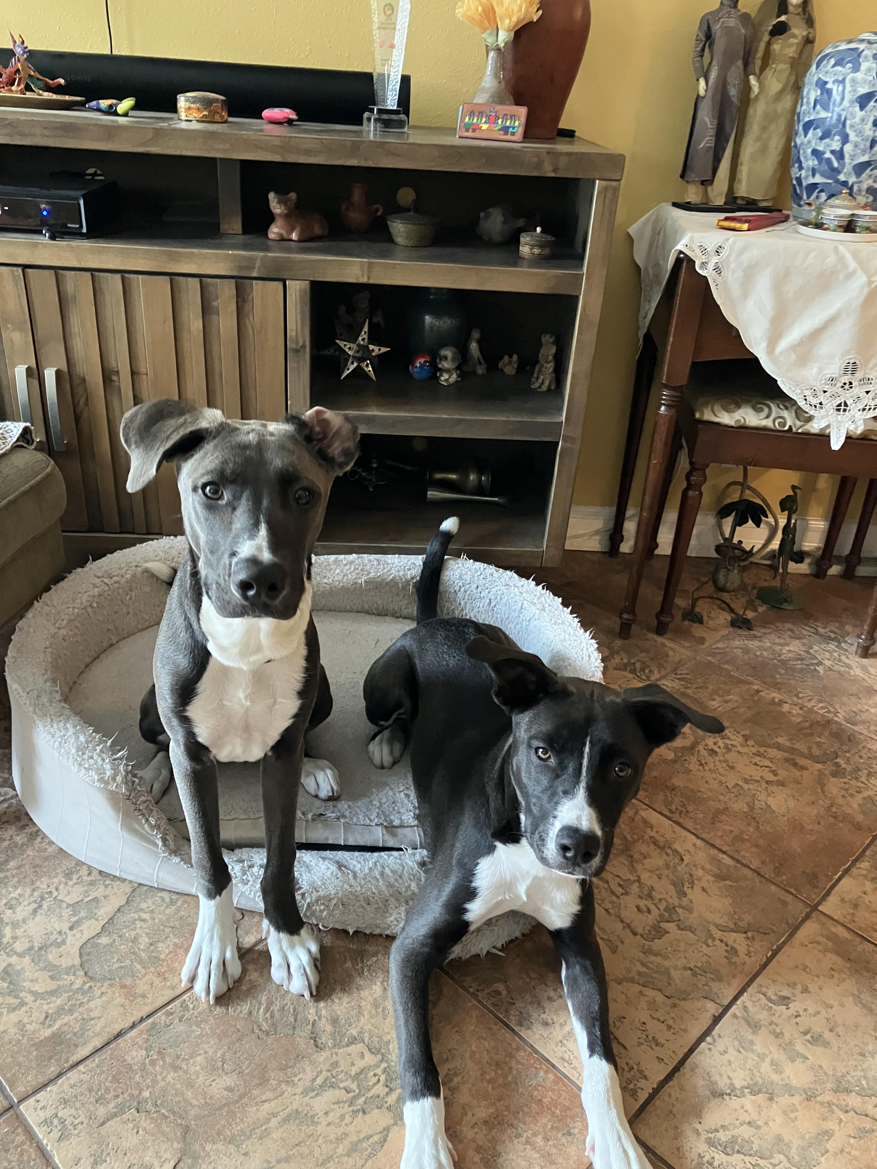 Enlarge Pipin, a Adoptable mixed breed in Corona, CA image 4/4