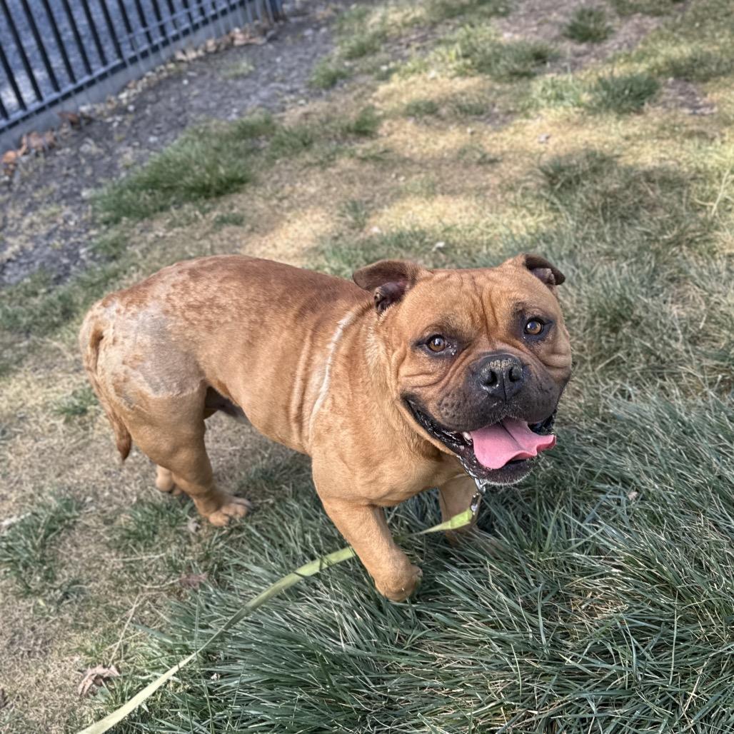 Enlarge Gus , a ADOPTABLE American Bully in Dublin, CA image 6/6