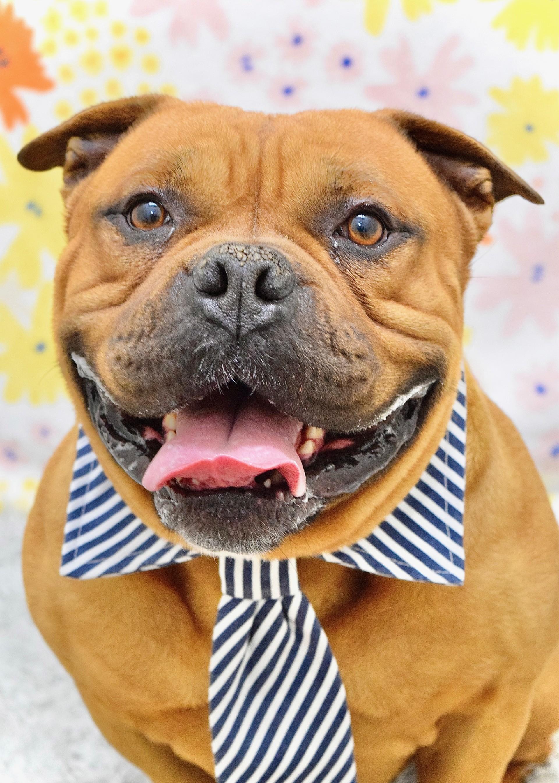 Enlarge Gus , a ADOPTABLE American Bully in Dublin, CA image 1/6
