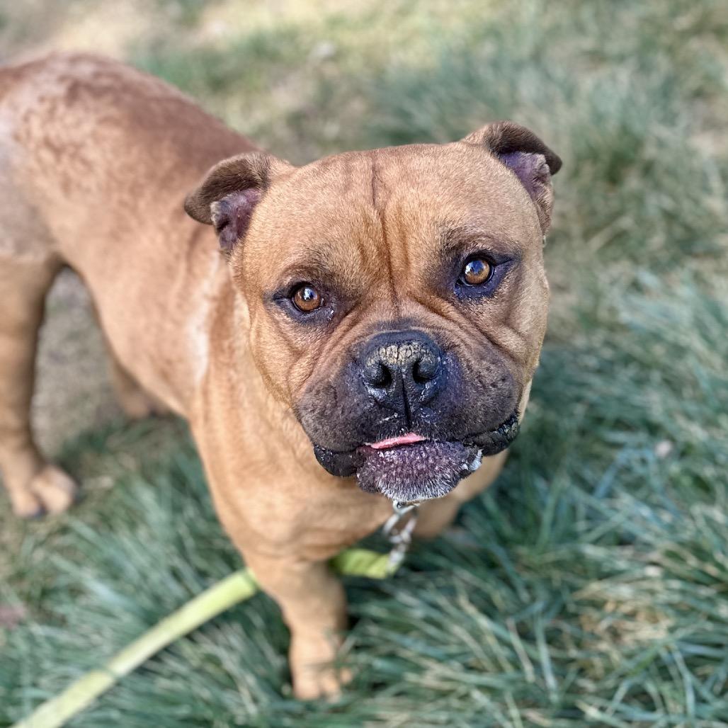 Enlarge Gus , a ADOPTABLE American Bully in Dublin, CA image 5/6