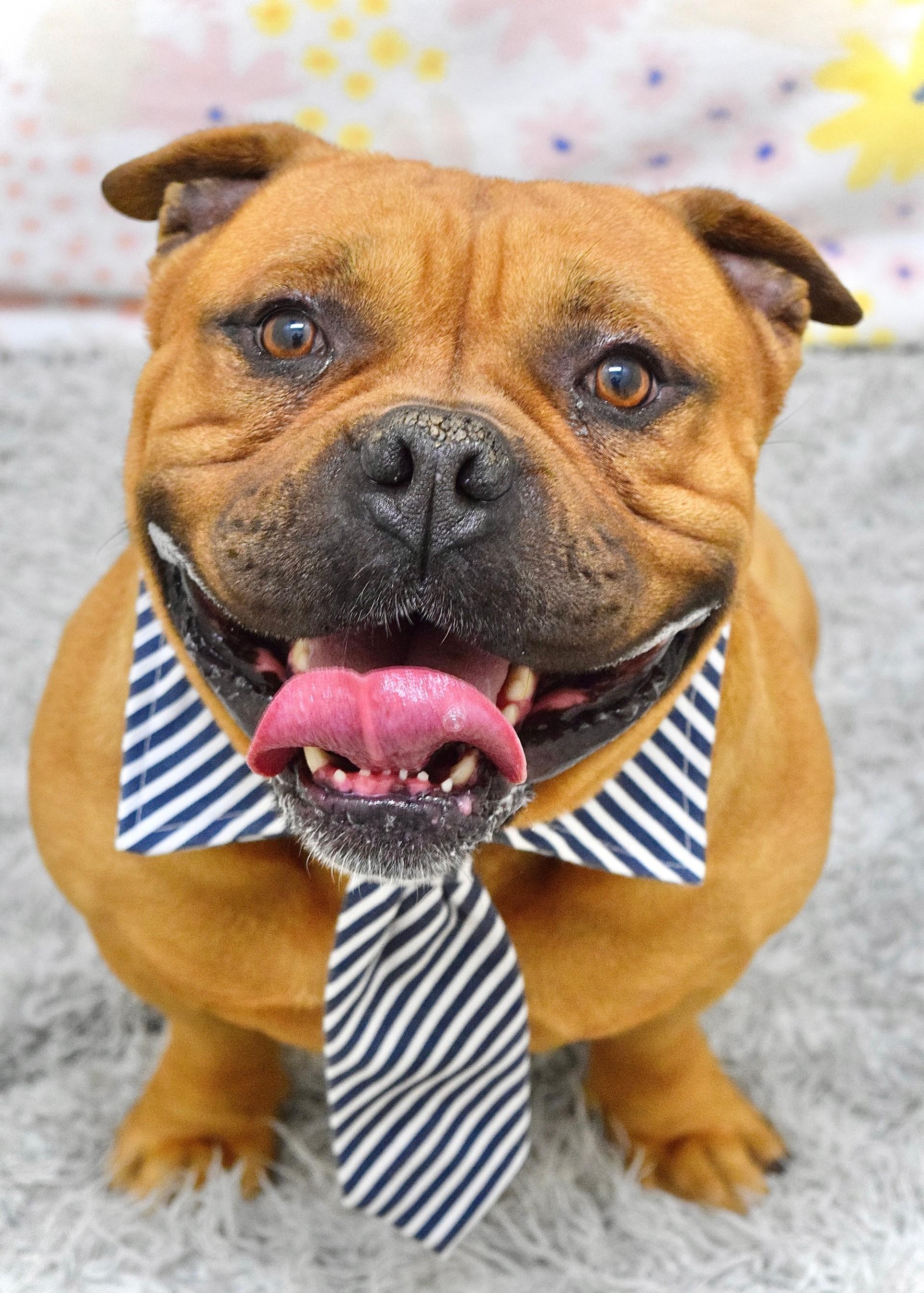 Enlarge Gus , a ADOPTABLE American Bully in Dublin, CA image 3/6