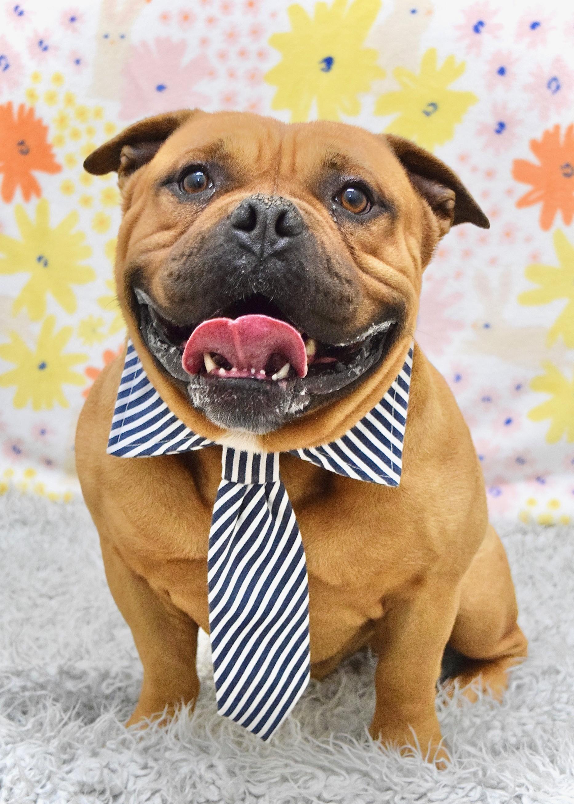 Enlarge Gus , a ADOPTABLE American Bully in Dublin, CA image 2/6