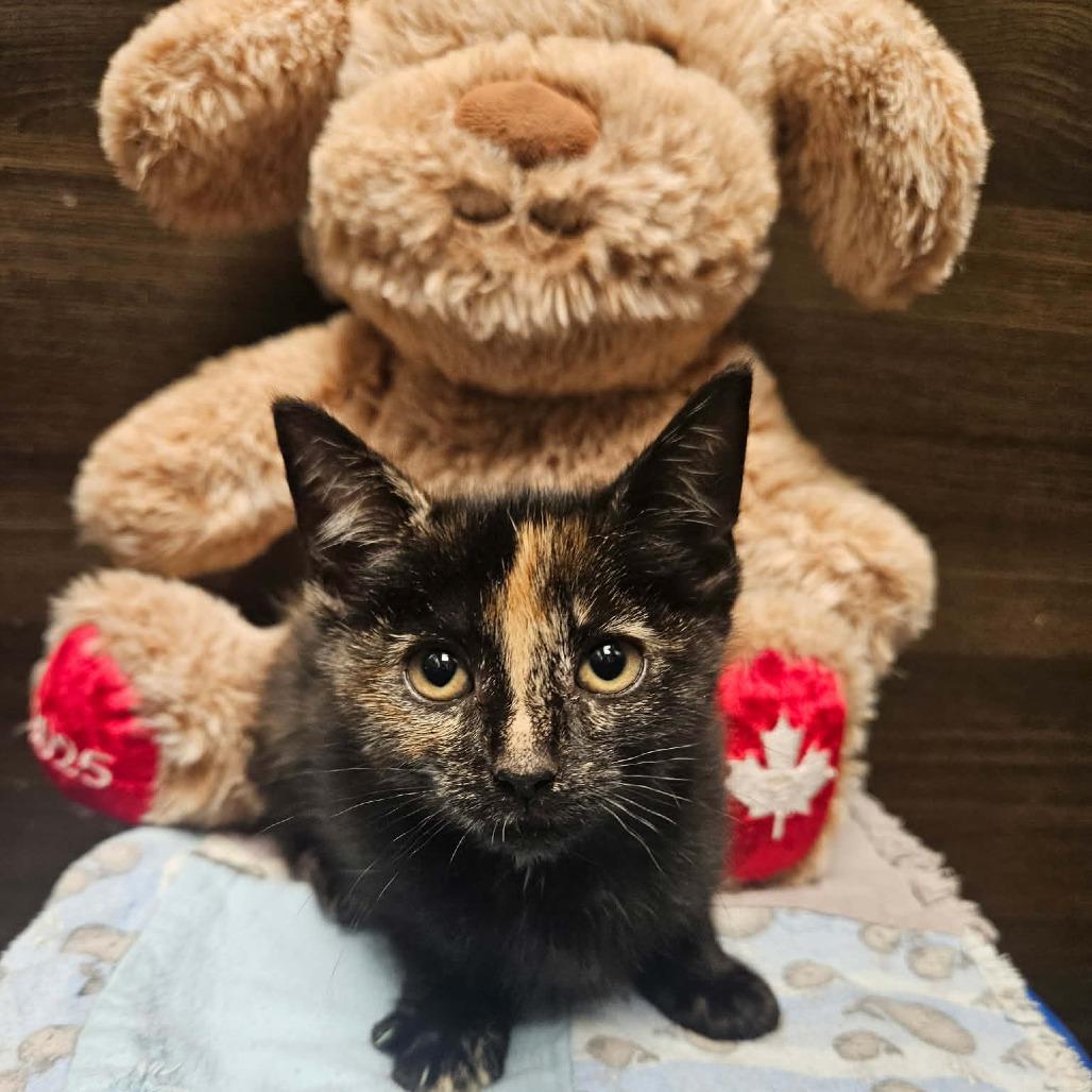 Enlarge Cinnamon, a Adoptable Domestic Short Hair in Victoria, BC image 1/1