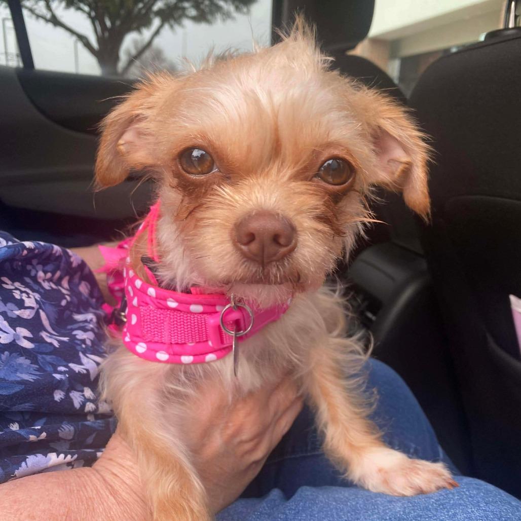 Wendy (Dallas) — thumbnail 4