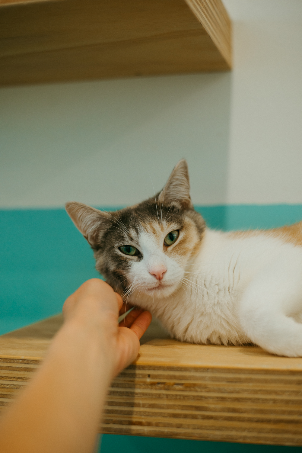 Saint Helen, an adopted Domestic Short Hair in Jackson, WY_image-1