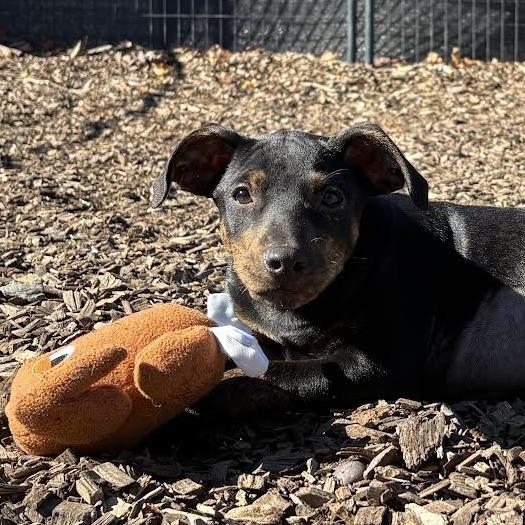 Enlarge Jane, a Adoptable mixed breed in Wappingers Falls, NY image 2/3
