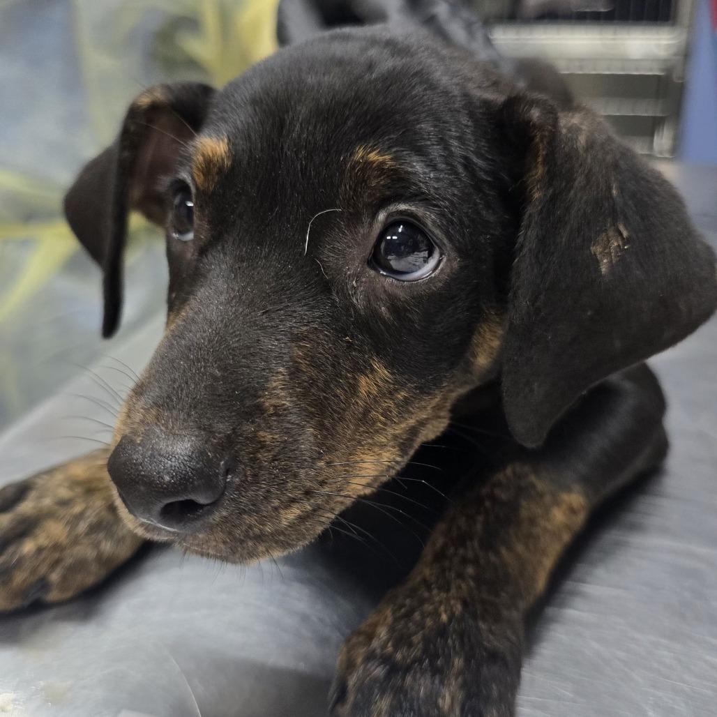 Enlarge Jane, a Adoptable mixed breed in Wappingers Falls, NY image 3/3