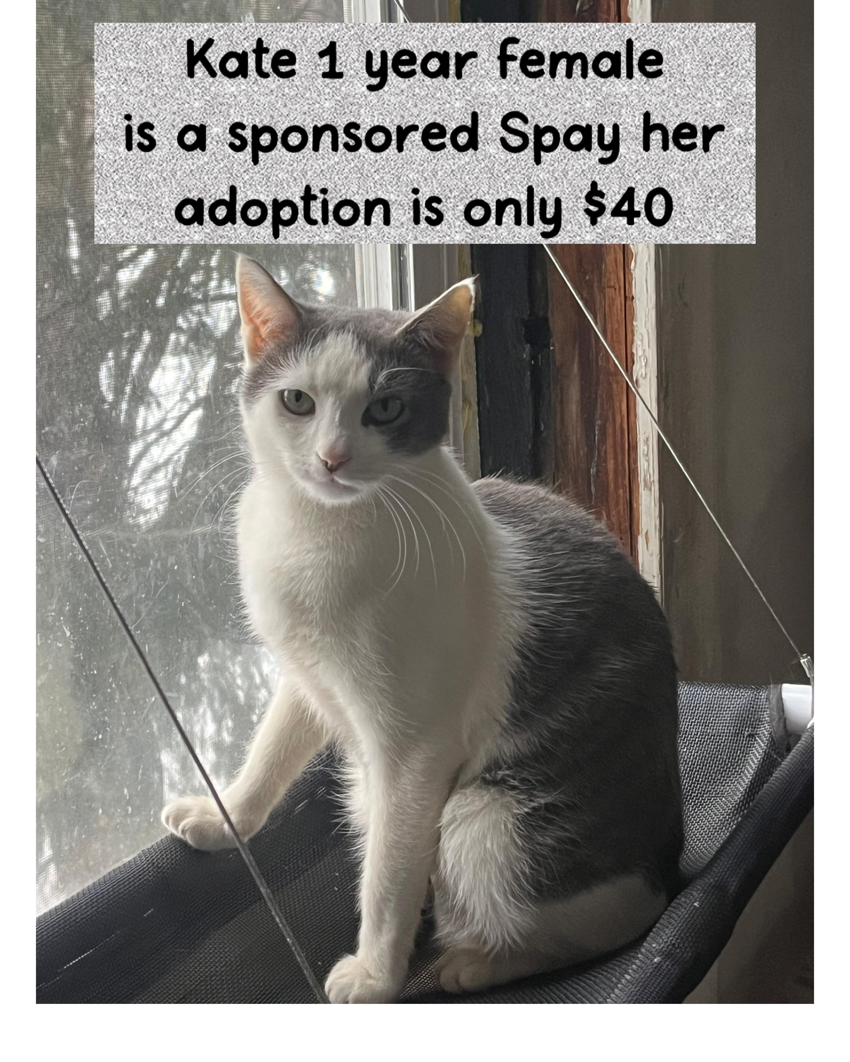 Enlarge Kate, an adopted Tuxedo in Newark valley, NY image 1/4