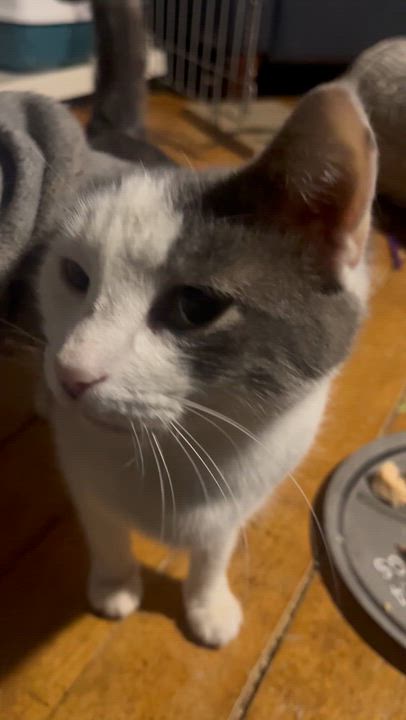 Enlarge Kate, an adopted Tuxedo in Newark valley, NY video 3/4