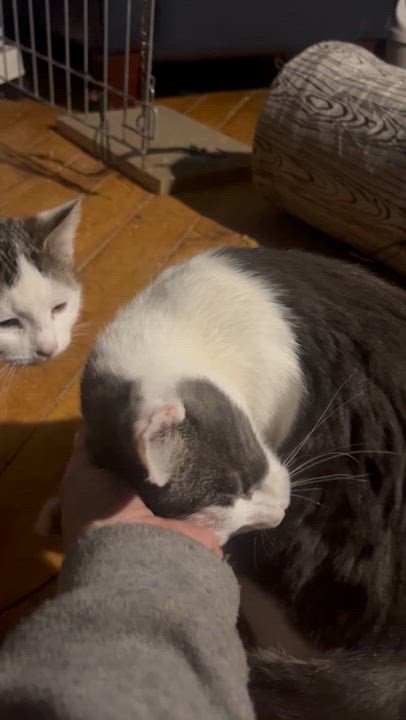 Enlarge Kate, an adopted Tuxedo in Newark valley, NY video 4/4