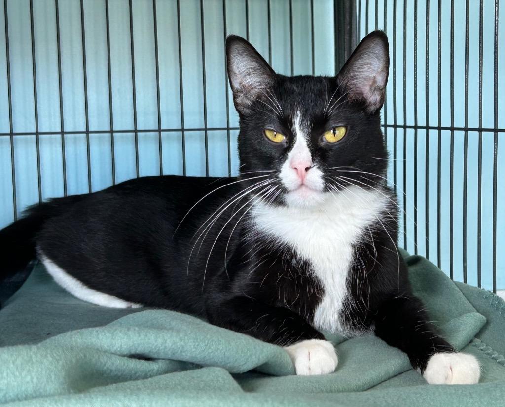 Enlarge Chaffin, a Adoptable mixed breed in Washington Court House, OH image 1/3