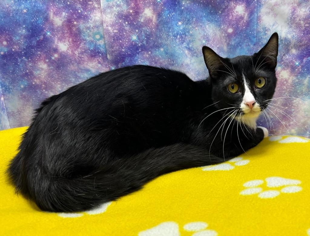 Enlarge Chaffin, a Adoptable mixed breed in Washington Court House, OH image 2/3