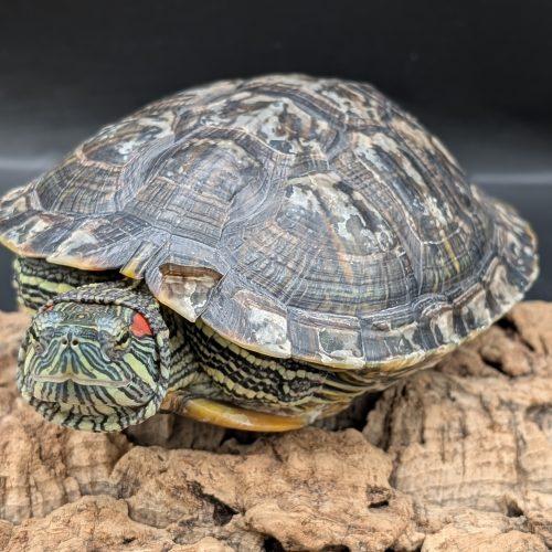 Enlarge Axe, a ADOPTABLE Red-Eared Slider in Pefferlaw, ON image 1/1