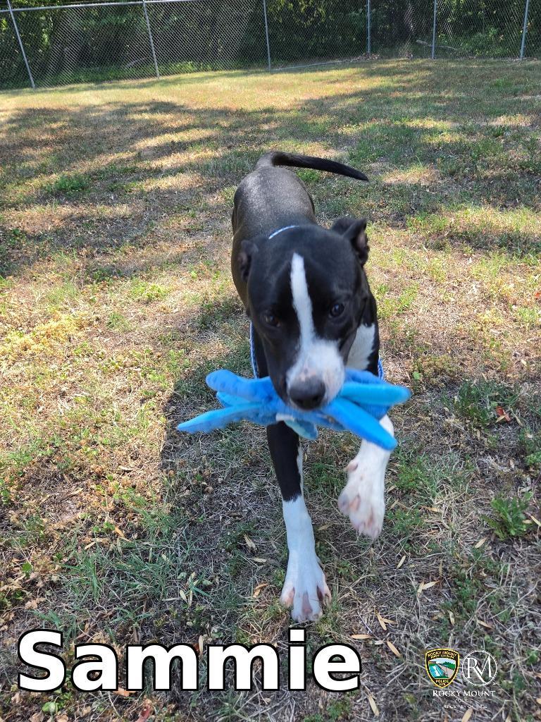 Sammie, a Adoptable Pit Bull Terrier in Rocky Mount, NC image 1/2