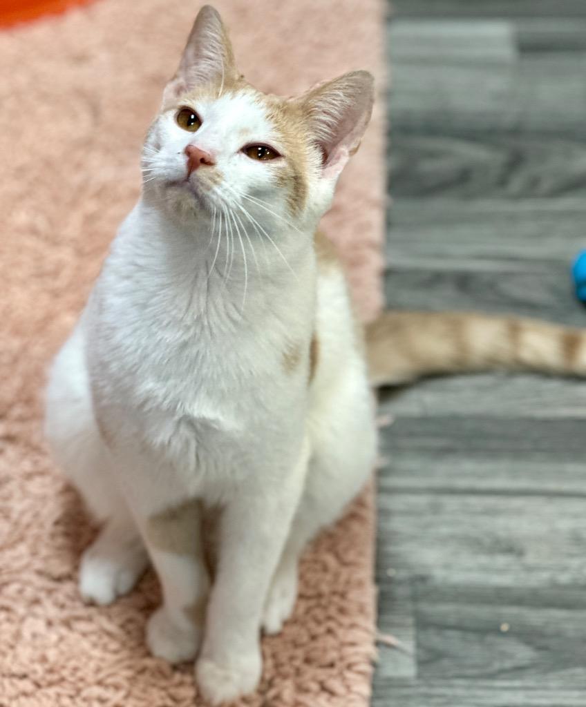 Harvey, Adoptable, Young Male Domestic Short Hair.