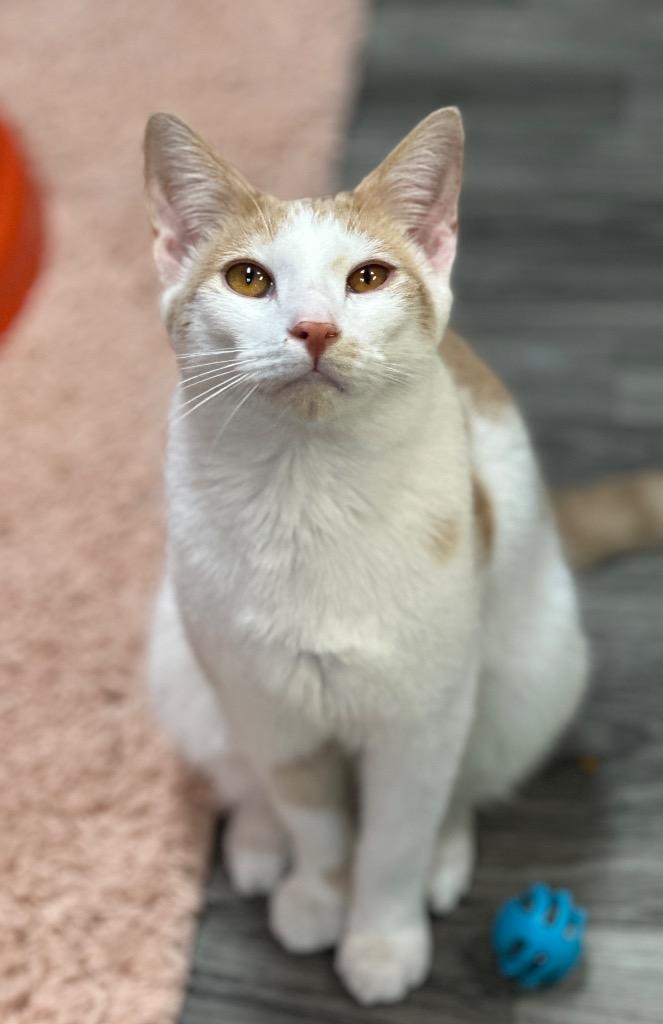 Enlarge Harvey, a Adoptable mixed breed in Waynesville, MO image 2/2