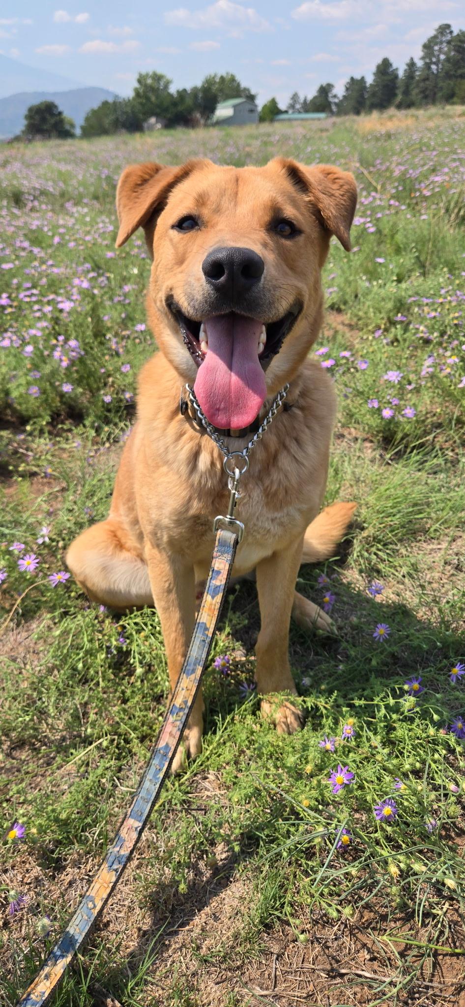 Dusty, a ADOPTABLE mixed breed in Flagstaff, AZ image 1/2