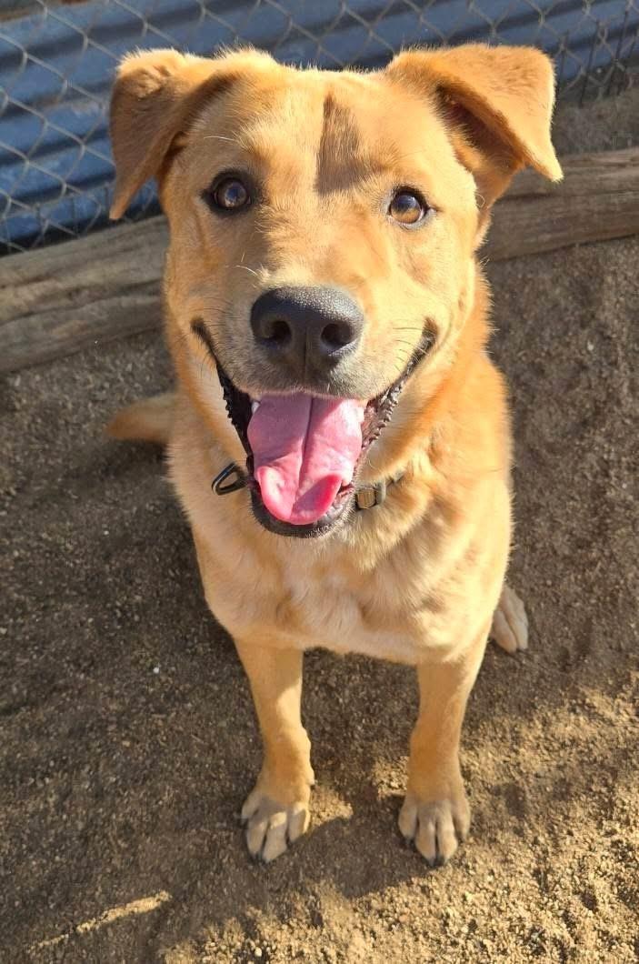 Dusty, a ADOPTABLE mixed breed in Flagstaff, AZ image 2/2
