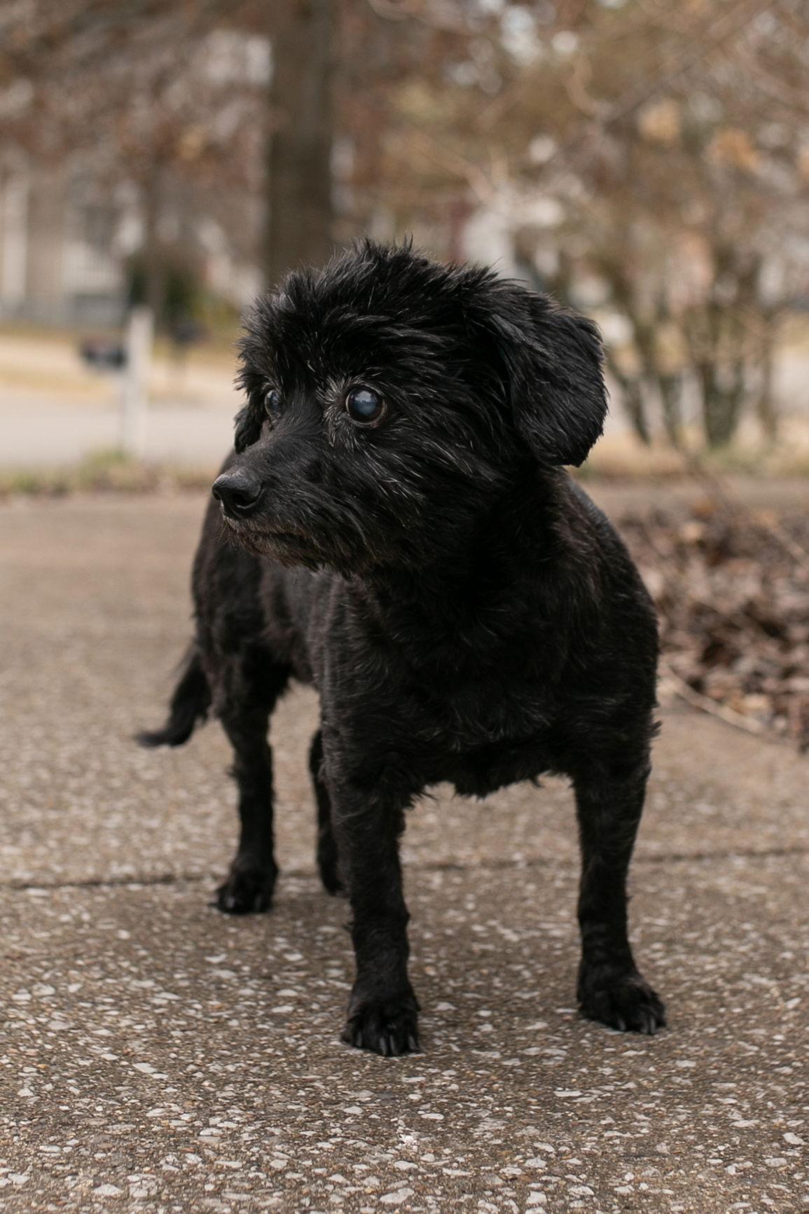 Magpie, Adoptable, Senior Female Poodle & Bichon Frise.