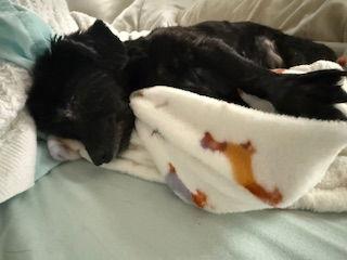 Magpie {coming Soon}