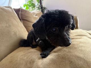 Magpie {coming Soon} thumbnail 2