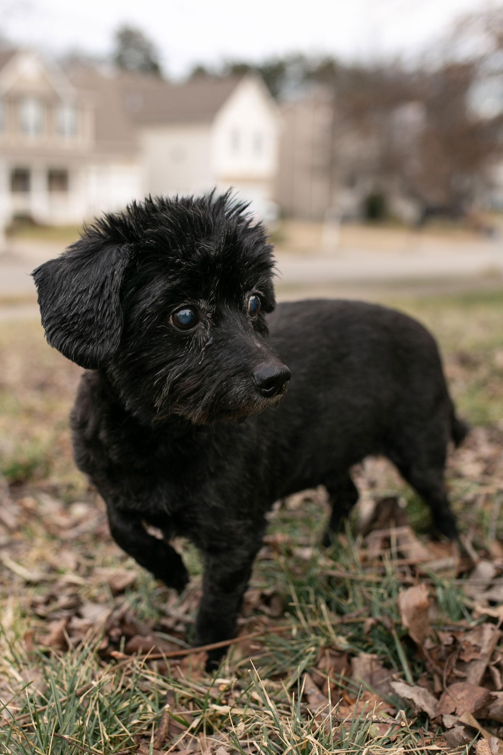 Magpie, a Adoptable mixed breed in Nashville, TN image 2/3