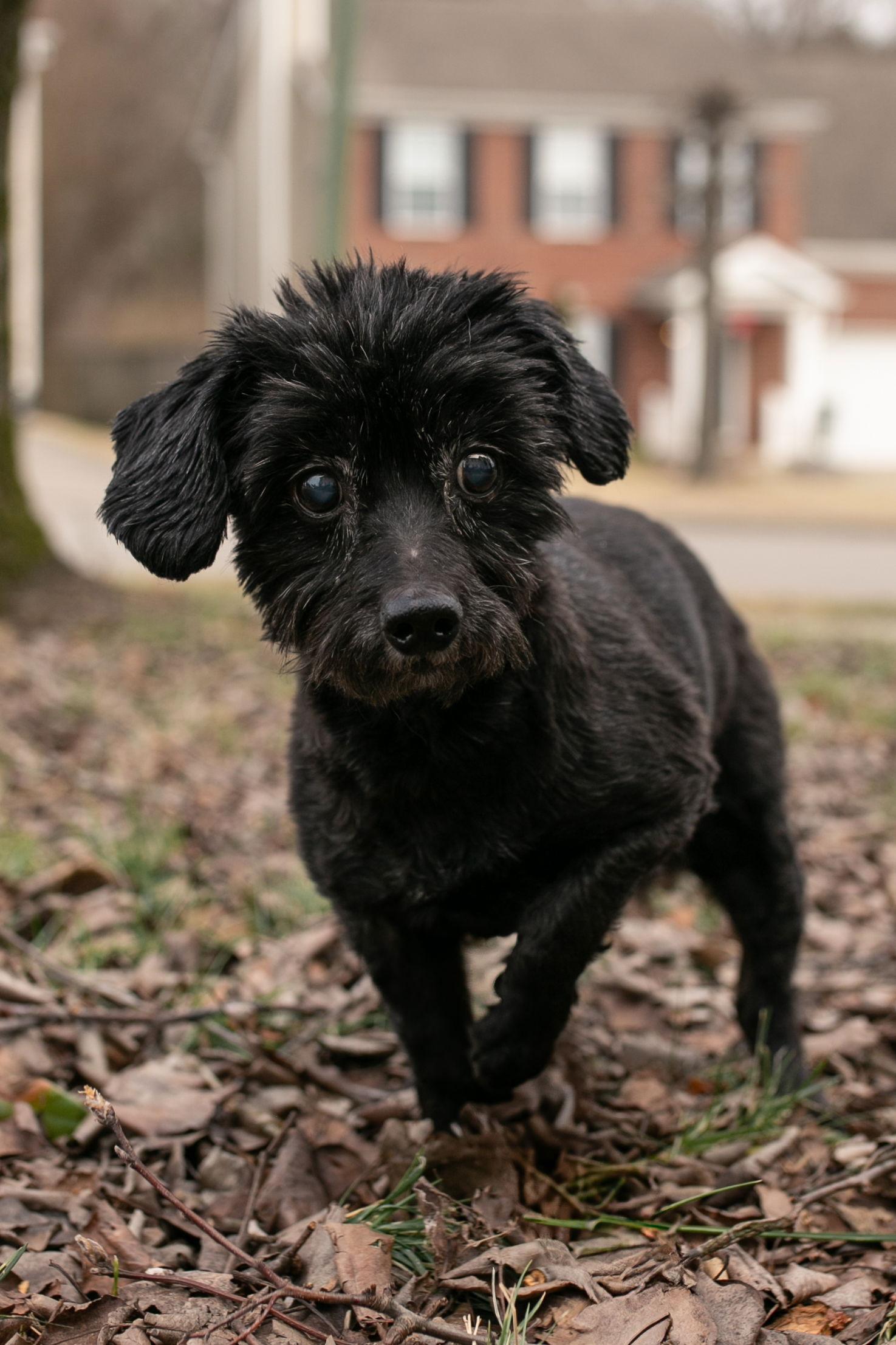 Magpie, a Adoptable mixed breed in Nashville, TN image 3/3