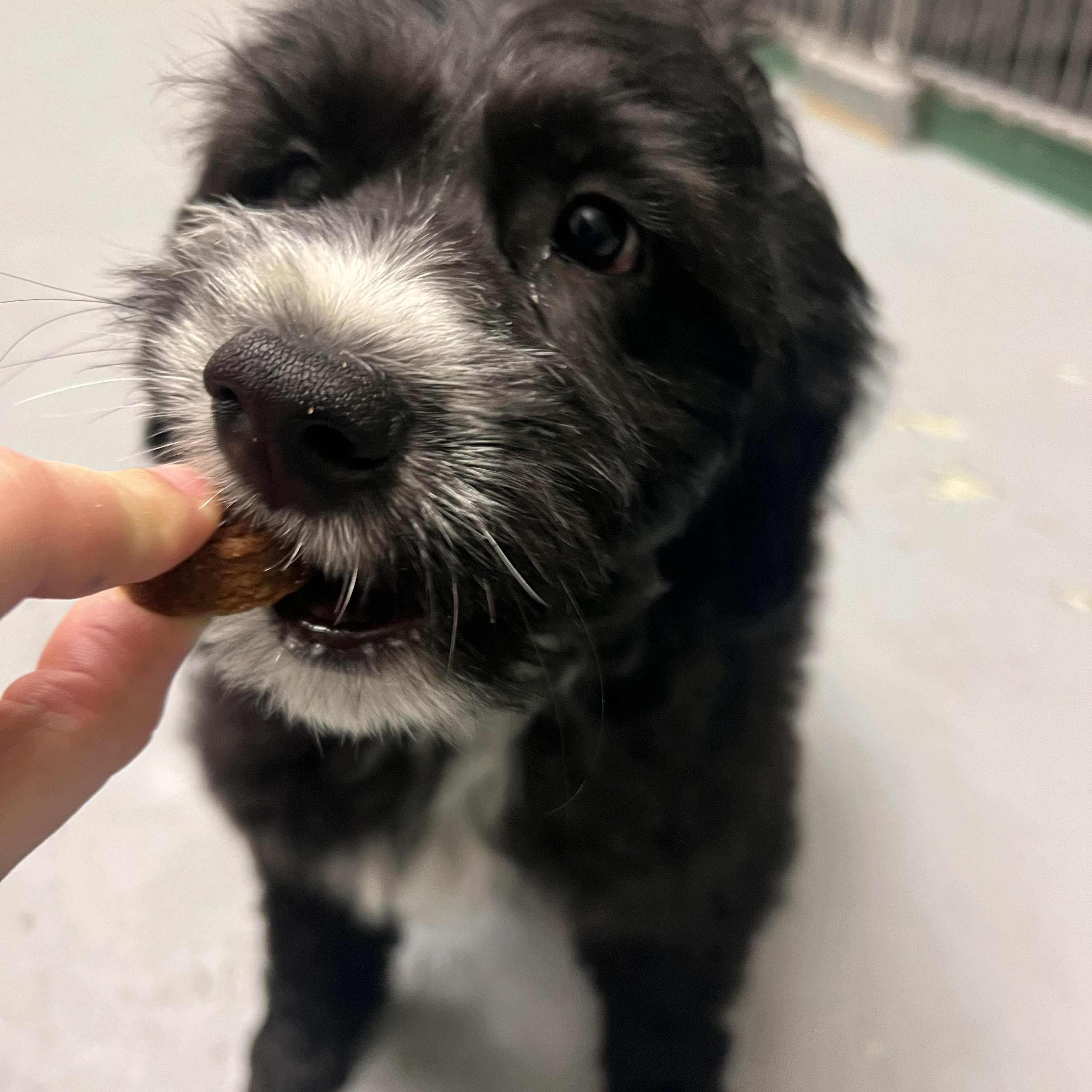 Runty, adopted, Puppy Male Labrador Retriever & Portuguese Water Dog.