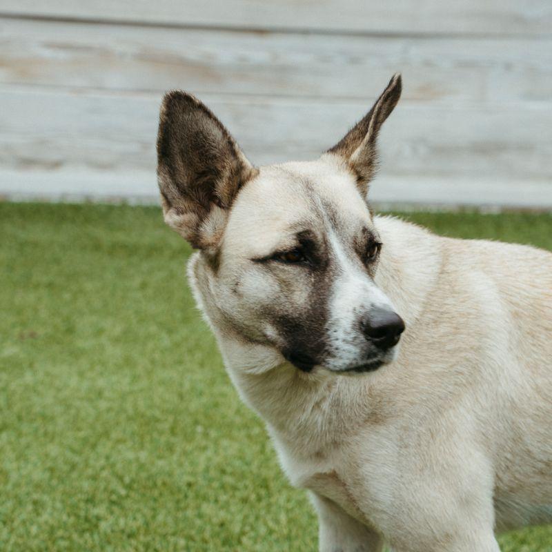 Mila, ADOPTABLE, Adult Female Mixed Breed.