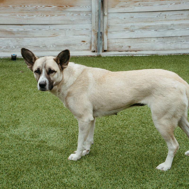 Enlarge Mila, a ADOPTABLE Mixed Breed in Jackson, WY image 4/5