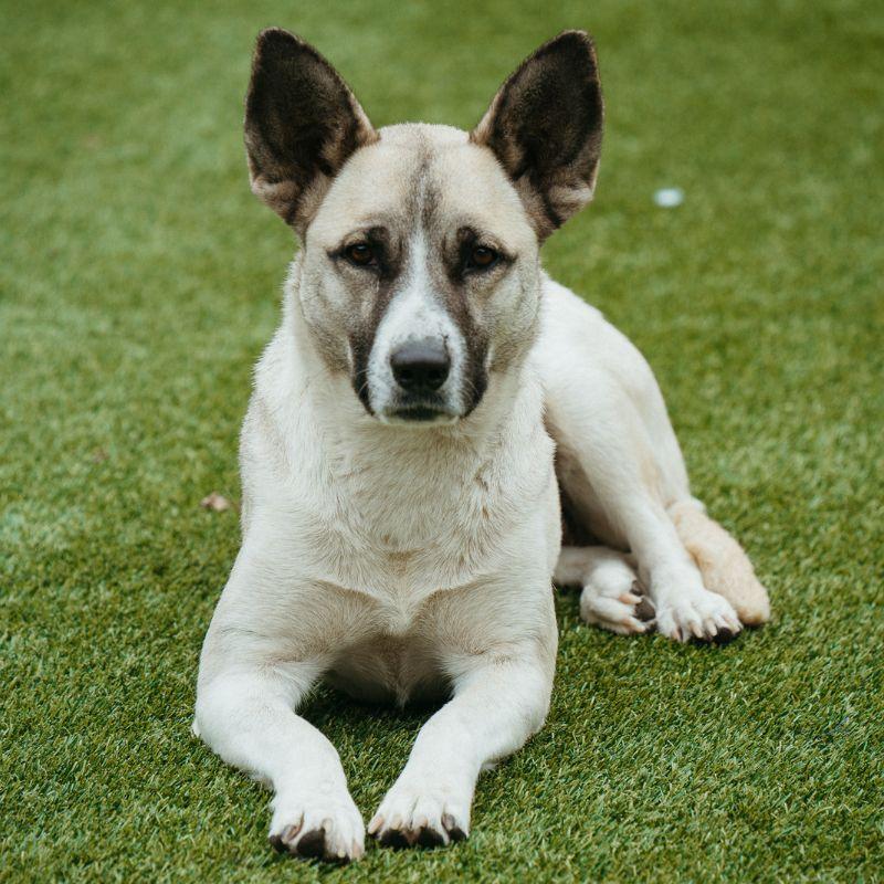 Enlarge Mila, a ADOPTABLE Mixed Breed in Jackson, WY image 2/5