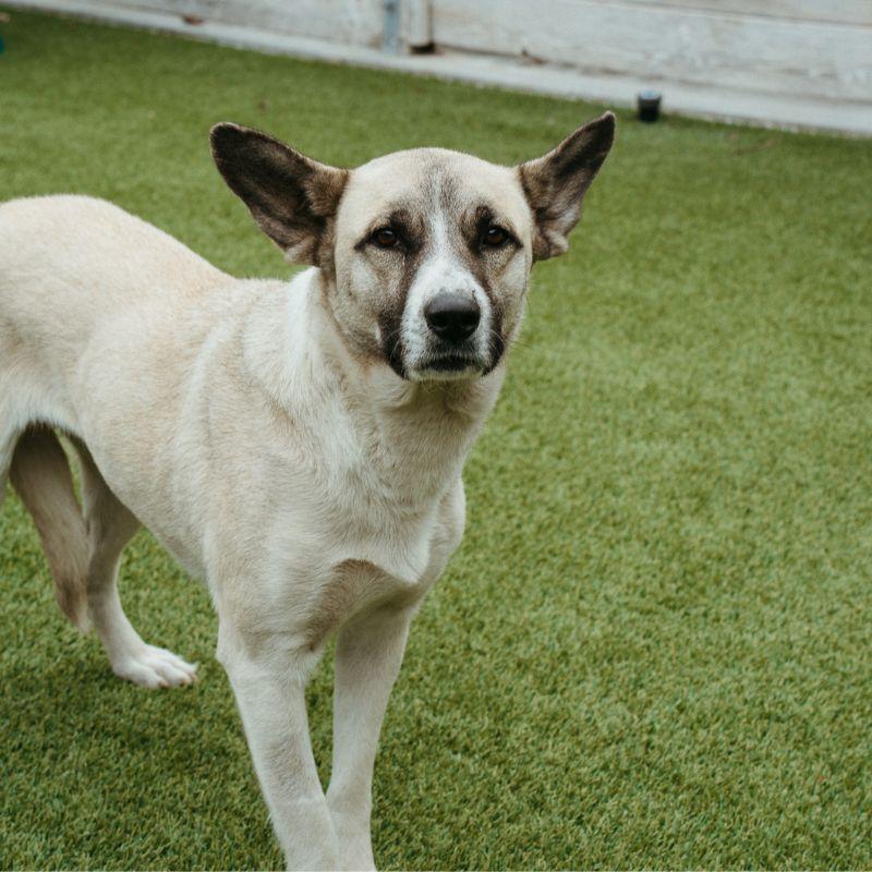Enlarge Mila, a ADOPTABLE Mixed Breed in Jackson, WY image 5/5