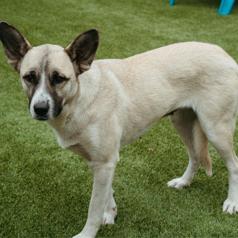 Enlarge Mila, a ADOPTABLE Mixed Breed in Jackson, WY image 3/5