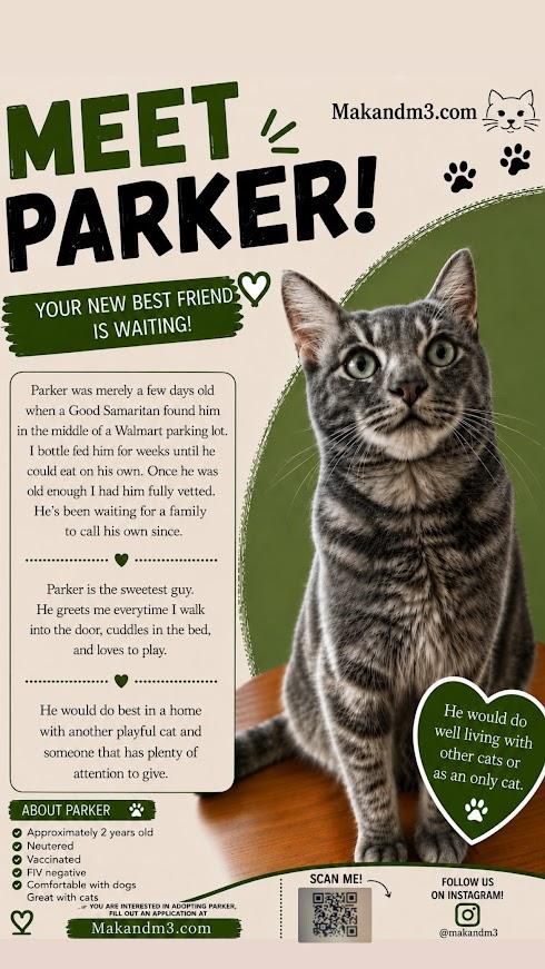 Enlarge Parker, a Adoptable mixed breed in Destin , FL image 3/5