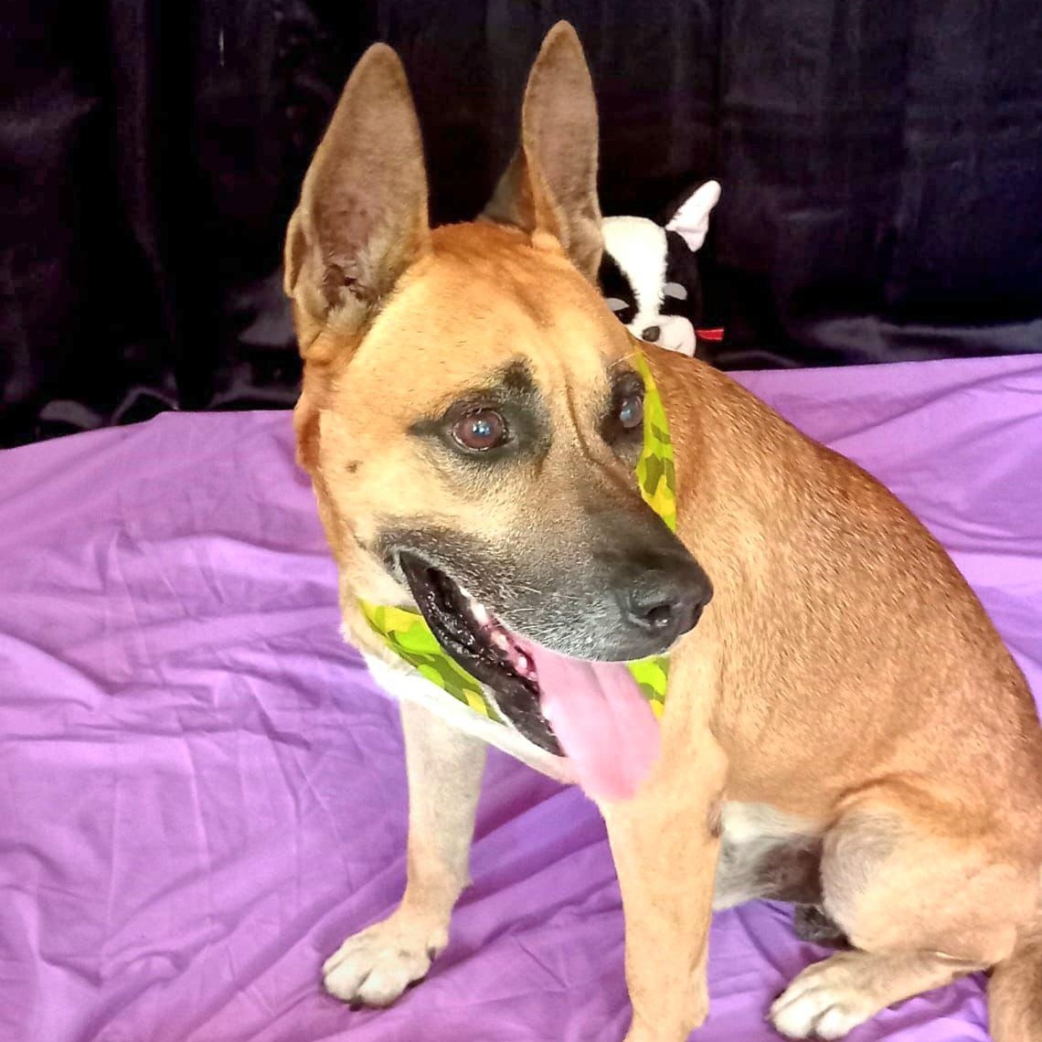 Wiso "loyal & Devoted." thumbnail 4