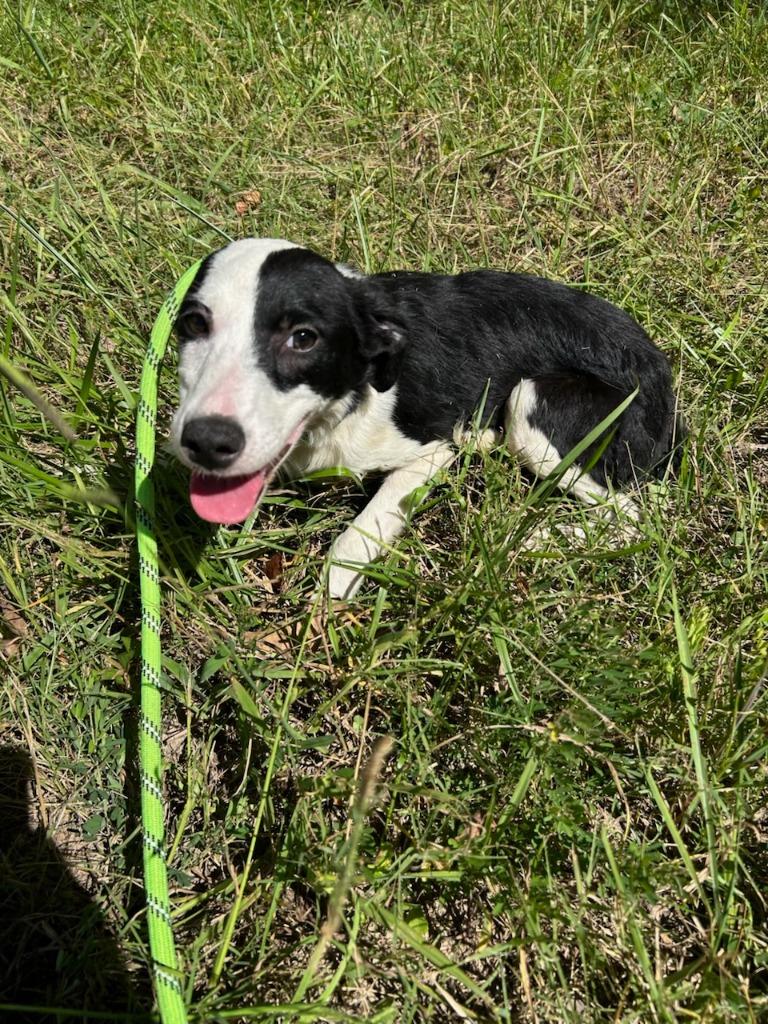 Lady - Adoptable, Adoptable, Adult Female Mixed Breed.